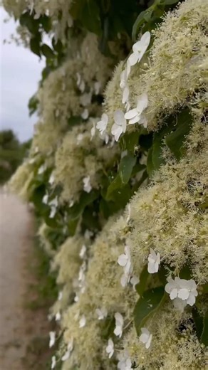 РОЗЫ НА ШТАМБЕ ПИОНЫ КЛЕМАТИСЫ ГОРТЕНЗИИ РОЗЫ on Instagram: "Гортензия черешковая (Hydrangea anomala subsp. petiolaris) — это энергичная самоцепляющаяся вьющаяся лиана, известная своими крупными, ароматными белыми соцветиями и способностью расти как в тени, так и на солнце при условии достаточной влажности почвы. Внешний вид: Это листопадная древесная лиана, которая может достигать высоты от 9 до 15 метров, цепляясь за опоры (стены, заборы, деревья, перголы) с помощью воздушных корешков. В отсут