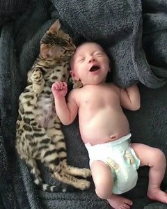 33K views · 1.2K reactions | Petits câlins de chats avec bébé | Animaux Mignons | Facebook