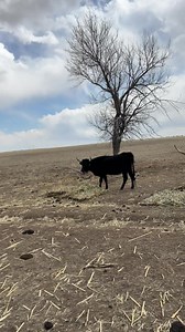 20 corriente cross cows 11 with calves beside them Won’t split them 13k | Randy Lewis