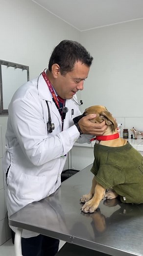 ¿Sabías que Scooby Doo era un gran danés? Conoce un poco más de esta gran raza 🐶📏… desde sus primeros pasos como cachorro hasta lo gigante que puede llegar a ser 😊 #RodrigoRondón #Dr.Rondón #grandanés #danés #scoobydoo #mascotas #perros #petlover | Rodrigo Rondon