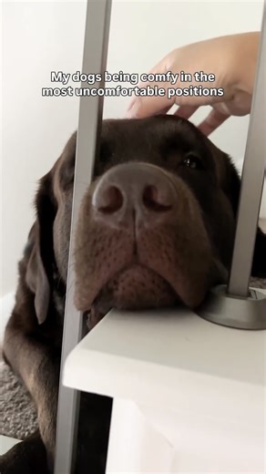 Charlie & Tobie | Chocolate Lab Bros on Instagram: "What do you think? 🤔"