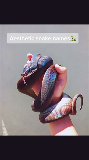 Snake names!✌🏻🌟