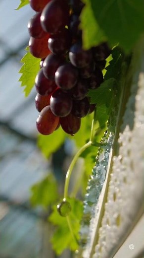 From Seed to Sweet Grapes 🍇✨ | Hydroponic Time-Lapse Magic!