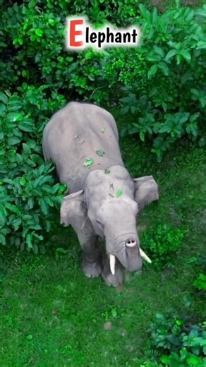 Elephant in Green Field 🌿 | Nature Wildlife Drone Shot#elephant #elephants #wildlife #nature #drone