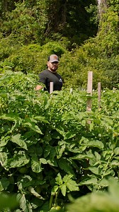 4.6K views · 29 reactions | "I've been working for Boone Hall for 20 years, and it's just a magical place." Boone Hall Farms | Certified South Carolina | Facebook