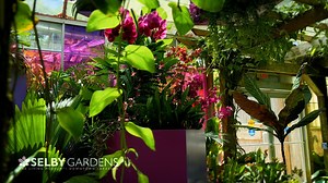 2.3K reactions · 411 shares | The Orchid Show 2024: PURPLE! presented by Better-Gro is now open at Selby Gardens’ Downtown Sarasota campus. | Selby Gardens - Marie Selby Botanical Gardens | Facebook