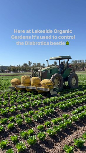 Bug Vacuum for Organic Beetle Control in CAGROWN Farms