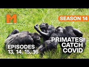 Primates Catch Covid-19 in Monkey Life | S14 E13, 14, 15 & 16 | Full Episodes