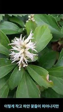 수호초[秀好草, Pachysandra terminalis]