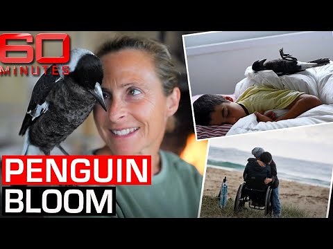 The incredible story of how a Magpie named Penguin saved a family | 60 Minutes Australia