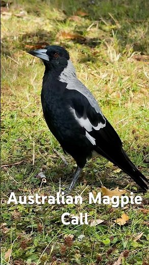 Australian Magpie Call Sounds!