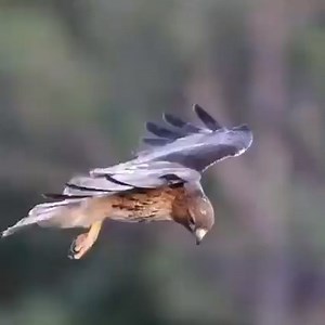 Une buse à queue rousse stabilise sa tête pour rester concentrée sur sa proie. Crédits : Bill Bryant | Sciences étonnantes