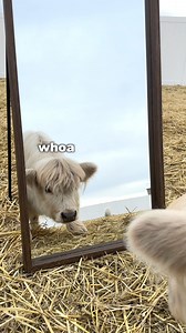 Cow discovers reflection in the mirror | The Husky Fam