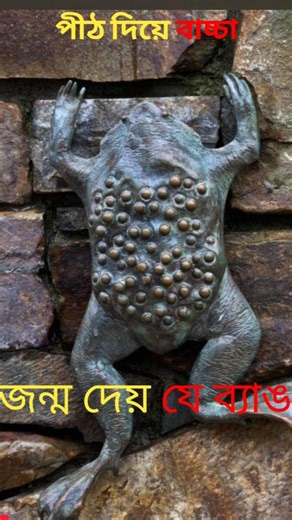 এই ব্যাঙের পিঠে জন্ম নেয় বাচ্চা?! 😳”#shorts #wildlife #surinametoad