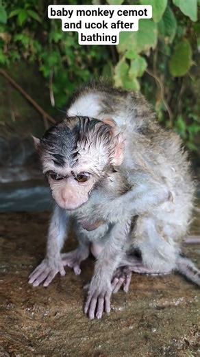 baby monkey cemot and ucok after bathing #shorts