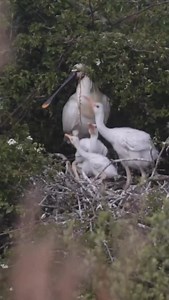 4.9K reactions · 308 shares | Fantastic scenes from the Nature...