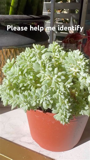 #succulent #succulentgarden #plants #多肉植物