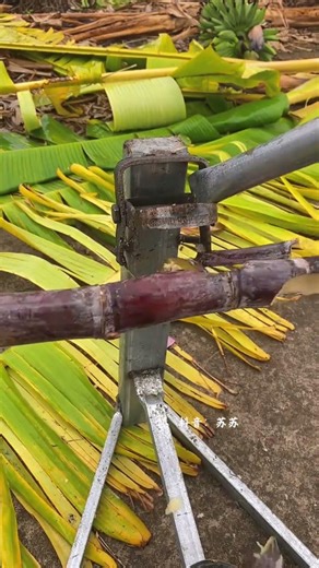 Can You Plant Cut Sugarcane? 🌾⚡ Sugar Cultivation Tips