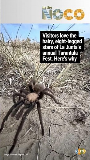ITN: Tarantula Migration