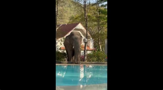 Wild elephant wanders into hotel to drink from swimming pool