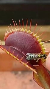 Angry red Venus Flytrap vs Hoverfly #reels #reelsvideo #reelsviral #asmr #ASMR #viral #fyp #trend #trendingreels #trending #plant #reels #reelsviral #reelsinstagram #reelsvideo #trendingnow #reelsvideo #Facebookreelscontest | Carnivorous Plants | Facebook