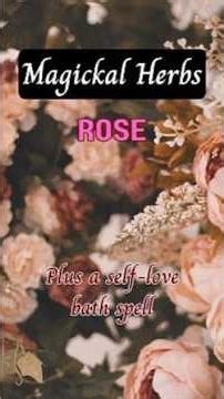 🌹 Magickal Herbs Rose | Correspondences, Spells & Witchcraft Uses + A Self-Love Spell