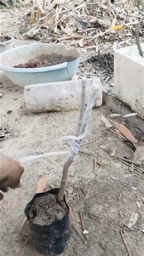 🔥sapota Grafting! #chiku #grafting