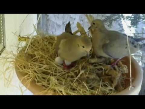 Mourning Dove Nest Cam Part 2