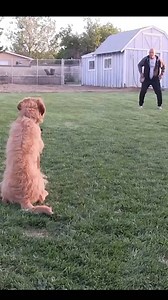 303K views · 7.4K reactions | Bang! Dead dog | Omar and Monkey | Facebook