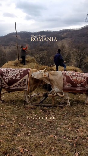 Ever felt the slow rhythm of life? In the heart of Romania, amidst its rolling hills and vibrant green pastures, the traditional “car cu boi” (ox-drawn cart) embodies the essence of pastoral life, untouched by the rush of modernity. This iconic image, often accompanied by haystacks (“căpițe de fân”) dotting the countryside, tells a story of a land deeply connected to its agricultural roots. It’s a reminder of a simpler time, where the pace of life was dictated by nature’s cycles, not by the tick