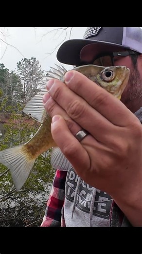 Winter Bluegill Fishing
