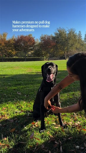 Olive's Comfortable Harness from Dog Friendly Co