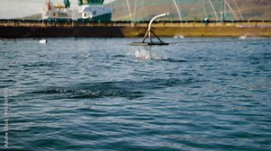 Salmon jumping out of the water in sea cage where they are commercially farmed