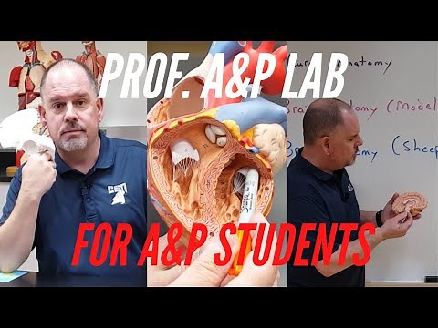How the PROF. A&P LAB Channel works. How to use it to study and do better in A&P.