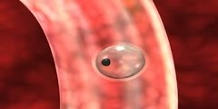 Animation of egg fertilization