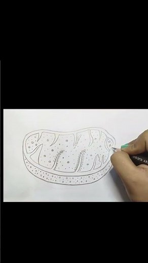 How to draw a Mitochondria easily | Biology Drawing| Easy Science Structur|‪@artgallery1993‬#science