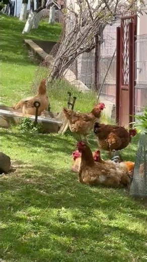 Chickens relaxing in the shadow on the first day of May
