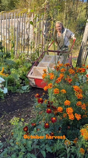 PlanEat on Instagram: "Filling up the wheelbarrow with October harvests 🍂 Zucchini, fennel, beets, carrots, cabbage, herbs, beans and corn — and next time, the pumpkins! 🎃💚 #allotment #kitchengarden #harvest"