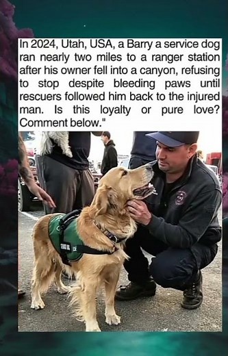 Beyond Loyalty: The Heroic Service Dog Who Ran Miles to Save His Owner
