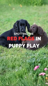 Lots of dogs are rude and their humans don’t recognise the signs 🐕‍🦺👀 This is how trouble starts 🚨 ⏯️ Pauses and shake offs This is when dogs take a moment to stop and assess the play 🤔 Am I enjoying this? Is it too much? Do I need a break? Young or over aroused dogs will often ignore another dog’s attempts to insert a pause. Without pauses, arousal levels keep climbing ⬆️⬆️⬆️ so we need to step in and bring dogs back down if they are not doing it themselves 🧘🐶 ⚖️ Balance Good playmates s
