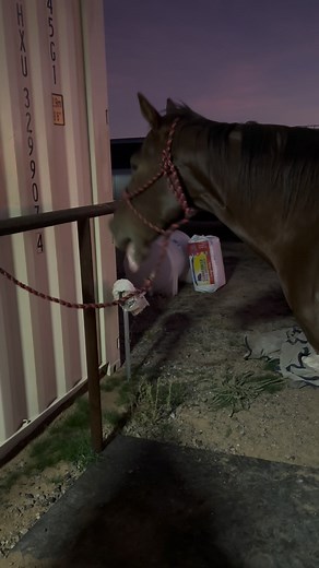 When your horse starts yawning mid-session, you know they’re feeling the release! 🦄🤍 | Amped Up Therapy