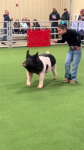 Intense Showmanship at the County Fair Livestock Show