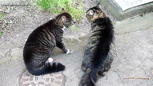 HD Animals Making Funny Noises and Sounds Funny Animal Compilation