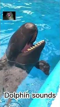 Dolphin sounds #animals #animalshorts #viral #animalsounds #dolphin #nature #dolphinsounds