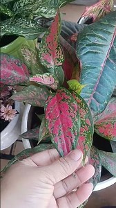 lipstick aglonrma plant care tips🤗🤗