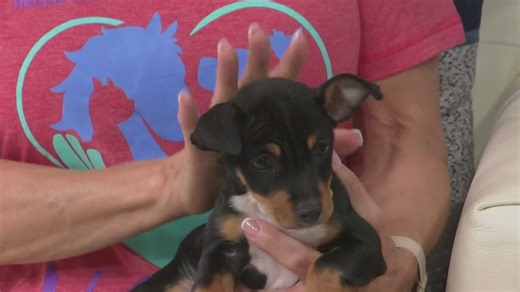 Miniature Pinscher ready for adoption at Helen Woodward Animal Center