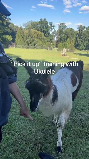 Llama training. Ukulele has gotten really good at the “pick it up” training. #llamatraining #llama #smartanimals #animals #farmanimals #farmanimal #llamas #cute #animaltricks #animaltraining