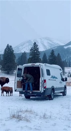 Yellowstone Bison SLAMS an RV to Protect Her Calves 🦬❄️ #viral #shorts #fyp #shortvideo #viralshorts