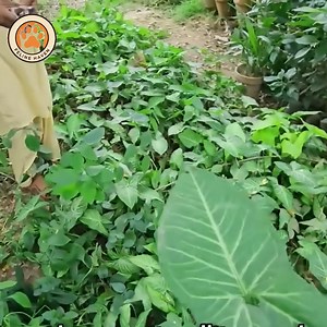 55K views · 1.7K reactions | She Lost Her Kittens Once… Now She s a Protective Mama Keeping Them Safe and LovedShe Lost Her Kittens Once… Now She s a Protective Mama Keeping Them Safe and Loved | Feline Haven | Facebook