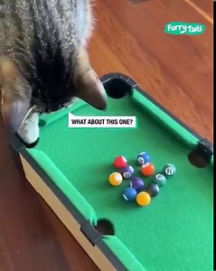 He knew exactly what to do! 🎱😹 | Furry Tails